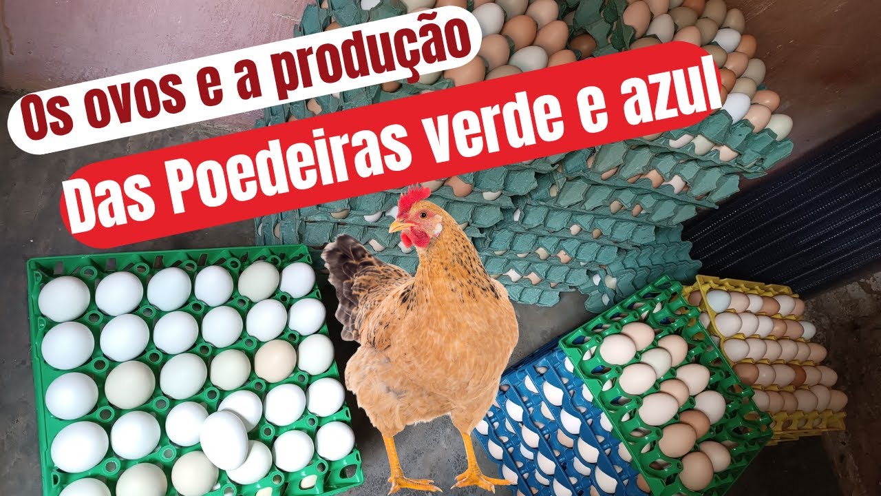 OS OVOS DAS POEDEIRAS VERDE E AZUL. VALE A PENA CRIAR ESAS LINHAGENS