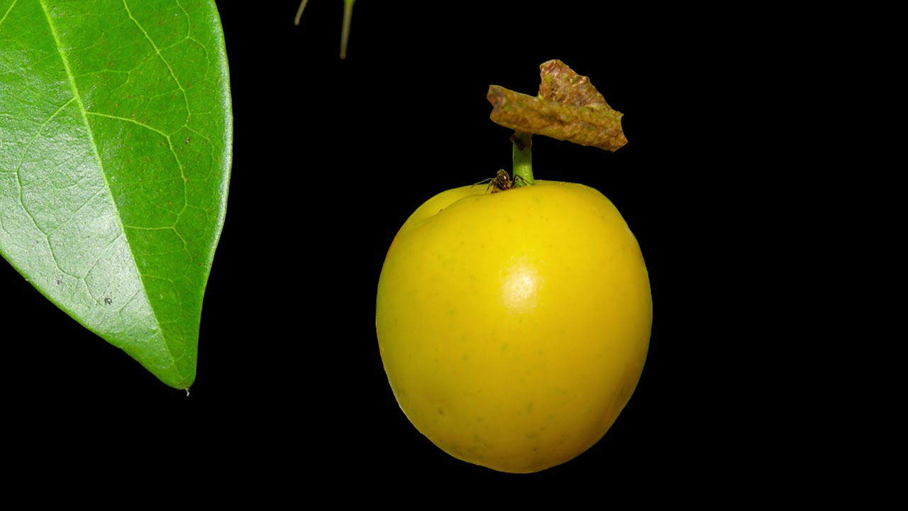 Ximenia americana 