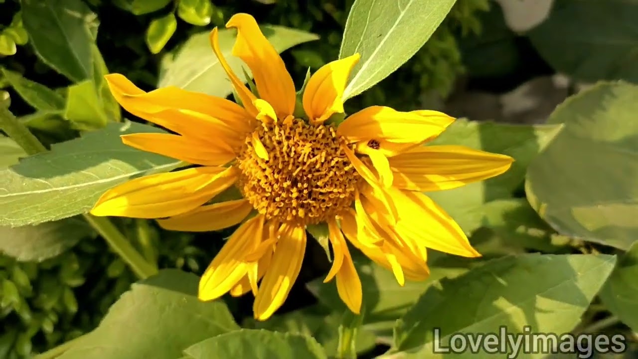 beautiful sunflower 🌻🌄|| nature videos|| natural beauty|| Lovelyimages