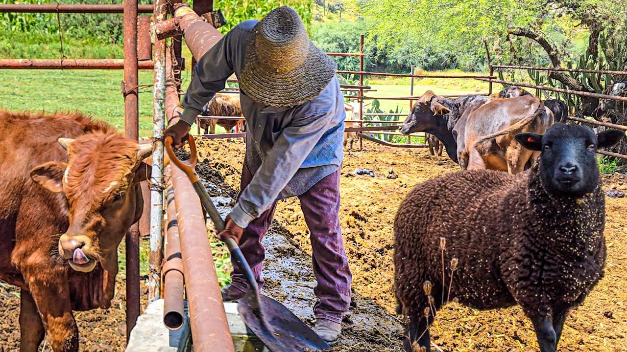 🇲🇽 “El Orgullo del Campo Mexicano: La Vida de un Verdadero Campesino”