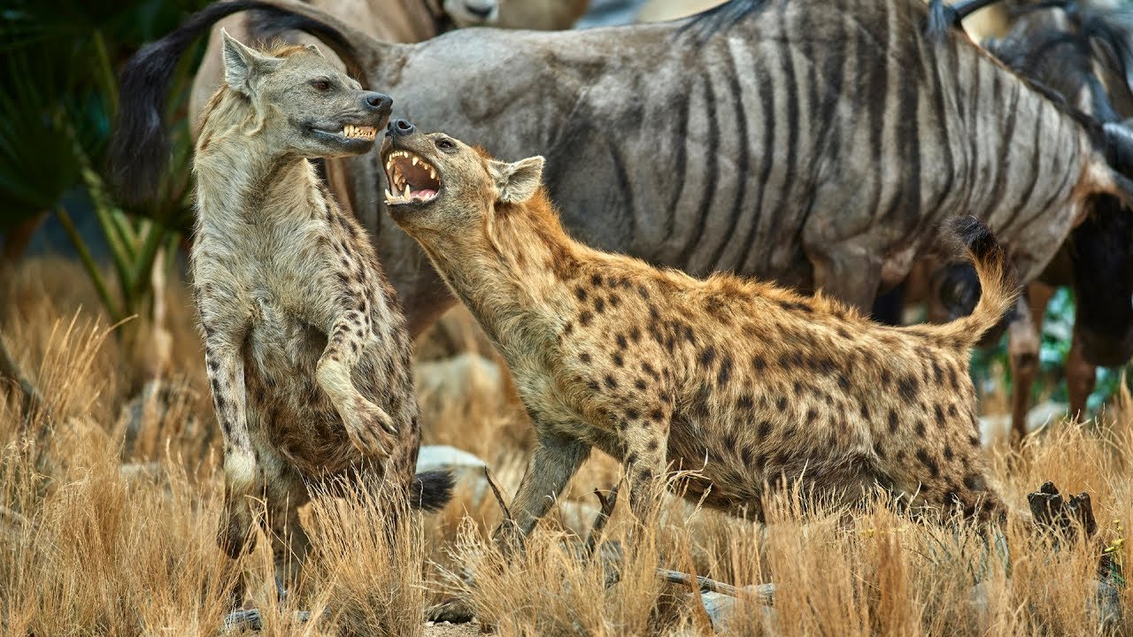 African Savanna Trophy Room Build in Southwest Texas | Wilderness by Klaus