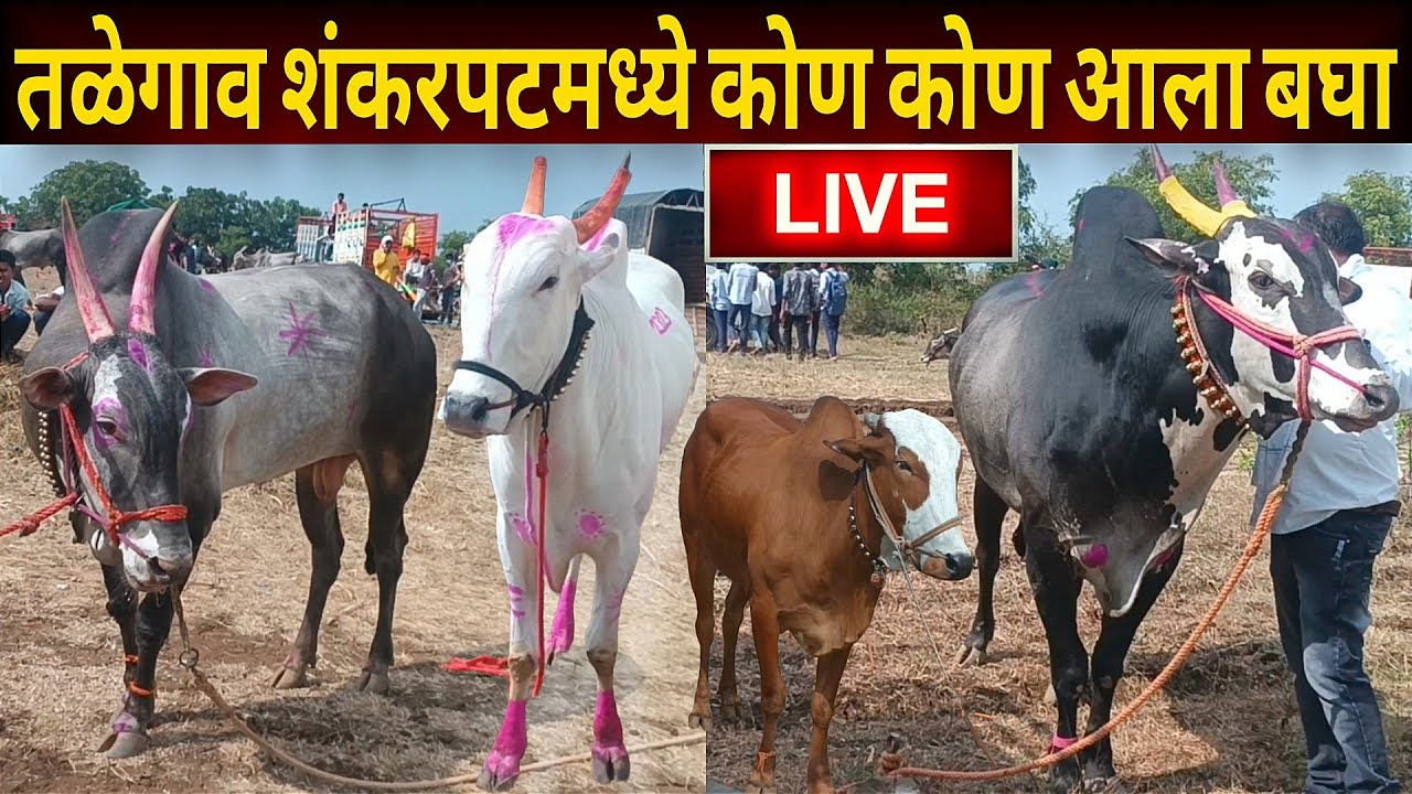 तळेगाव शंकरपट मध्ये कोण कोण आला बघा | talegao shankarpat live update | most popular bull in India