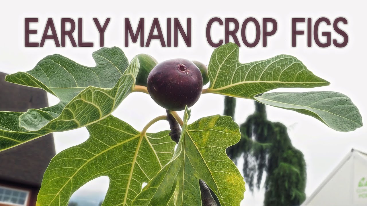 5 Early Main Crop Fig Varieties