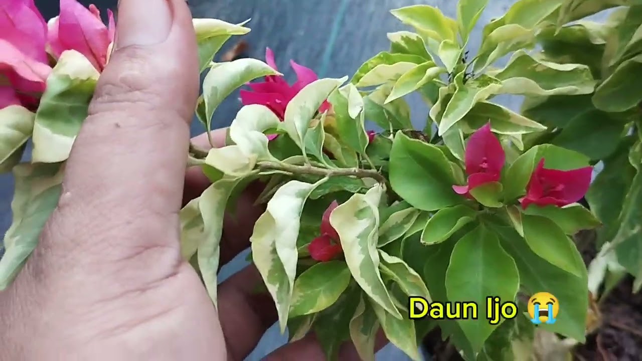 REVIEW ID BOUGENVILLE RED FOXTAIL VARIGATA & DRAGON FLAME