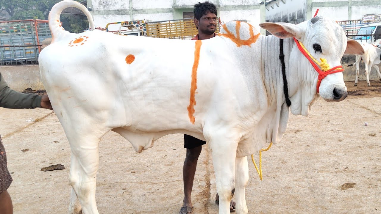 28/12/25 కోదాడ కోడె దూడల సంత #ongolebullsrace #ongolebulls 