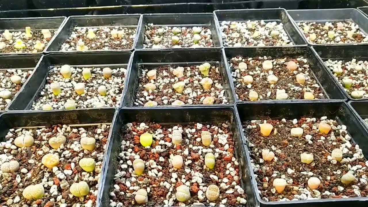 Repotting Lithops Seedlings