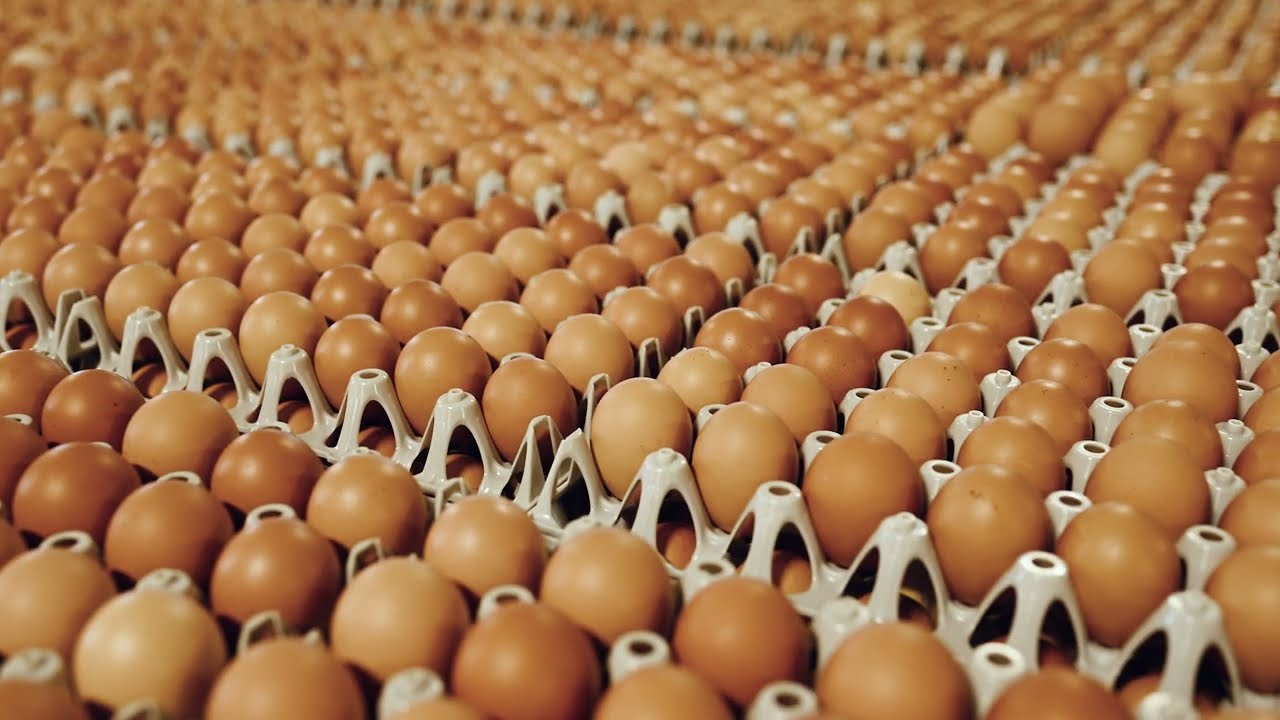 Vital Farms' Egg Central Station