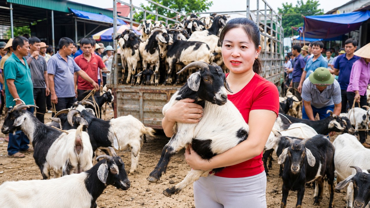 Buying Lots of Goats from Farmers! Truck Loaded to Sell at Countryside Market