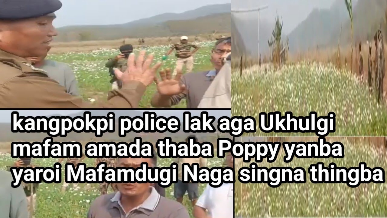 Kangpokpi police lak aga Ukhulgi mafam amada thaba Poppy kakpa yaroi haibagi khatnba 