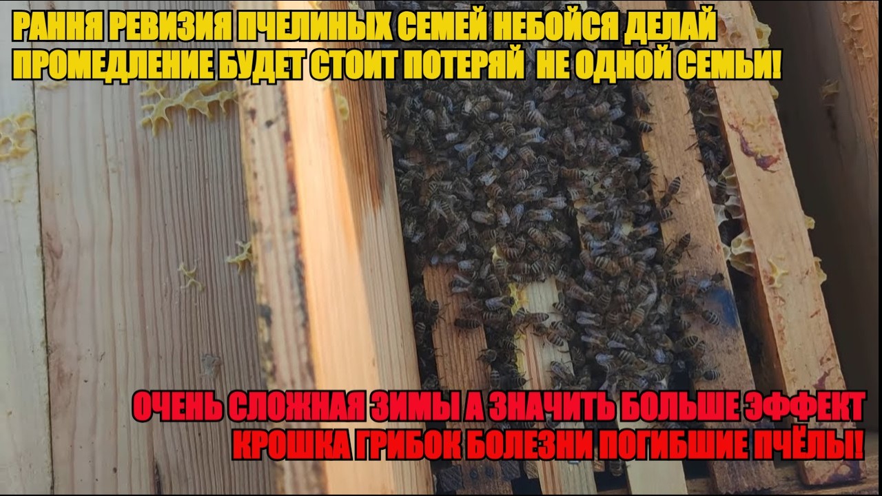 Ранняя РЕВИЗИЯ ПЧЁЛ ПОМОЖЕТ СПАСТИ НЕ ОДНУ СЕМЬЮ И ОТВОДОК не ТЕРЯЙ ДРАГОЦЕННОЕ ВРЕМЯ ✅☝️🐝