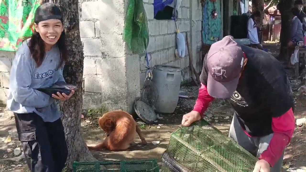 Paldo nanamin kami puro mamaw na tilapia daming pang benta🐟🐟