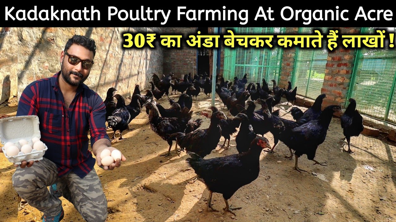 Organic Acre Farm का सफल Kadaknath Farming मॉडल @OrganicAcre