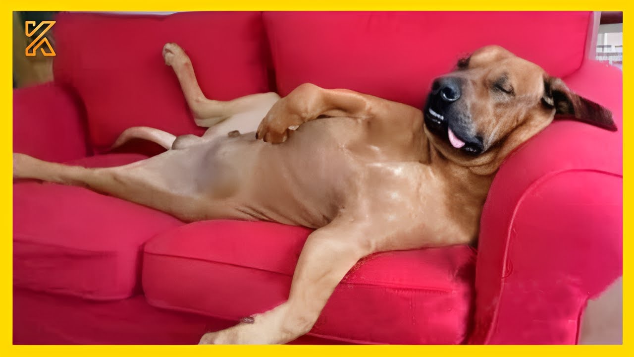 🐕🐾When God sends you a FUNNIEST Dog😅