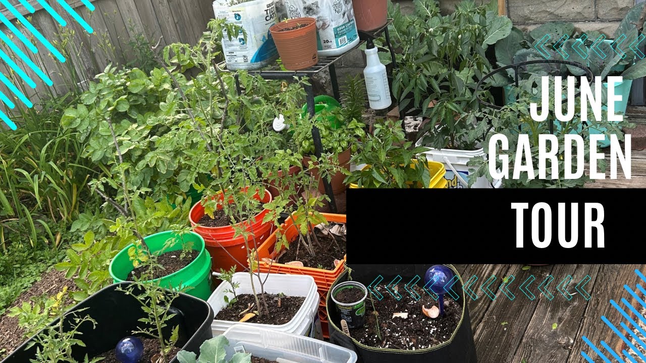 June Garden Tour! Container Gardening in my Backyard! Potato harvesting! Garden Update