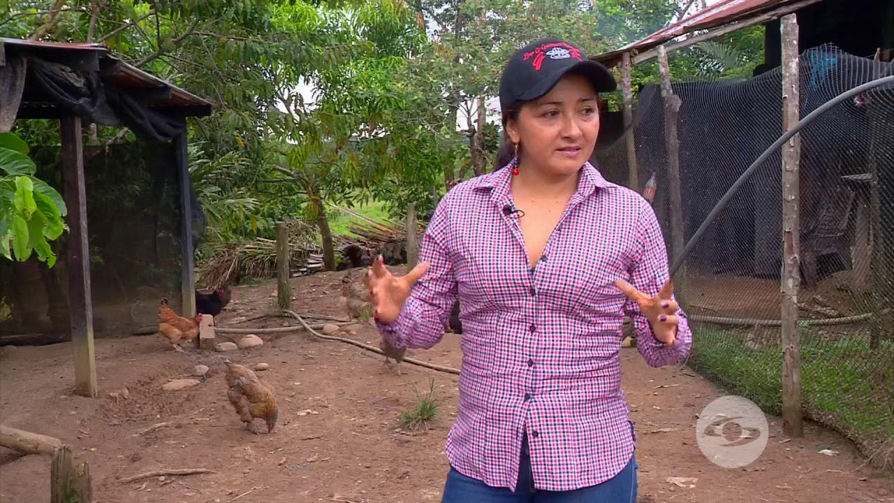 Acondicionamiento de espacios para brindar confort a las aves | La Finca de Hoy
