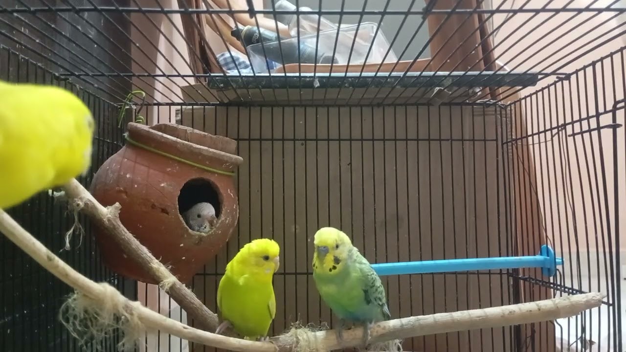 Budgies Lovebirds Memories Part 11 - Lovebirds world #ourcool #budgies #budgiessound 