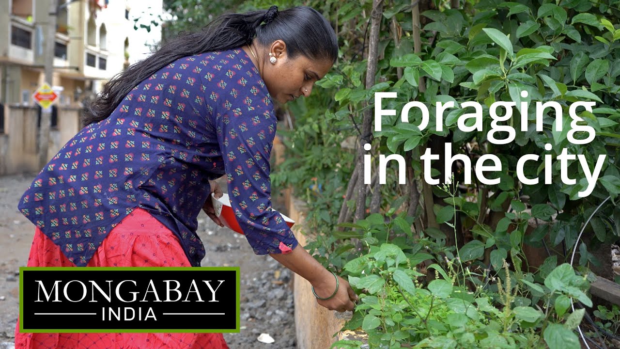 Searching for soppu: Foraging food in Bengaluru | Mongabay-India x ALT EFF