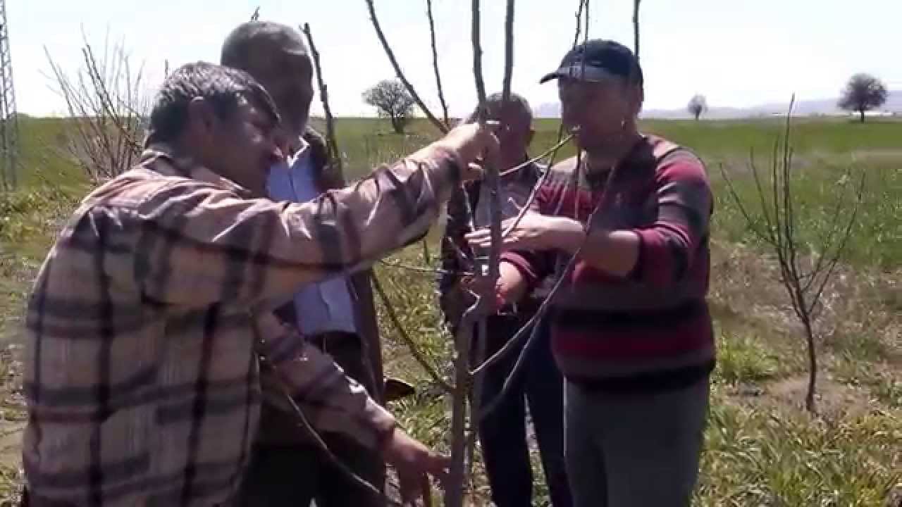 DEVECİ VE MARGARİT ARMUT ÇEŞİTLERİNDE BUDAMA