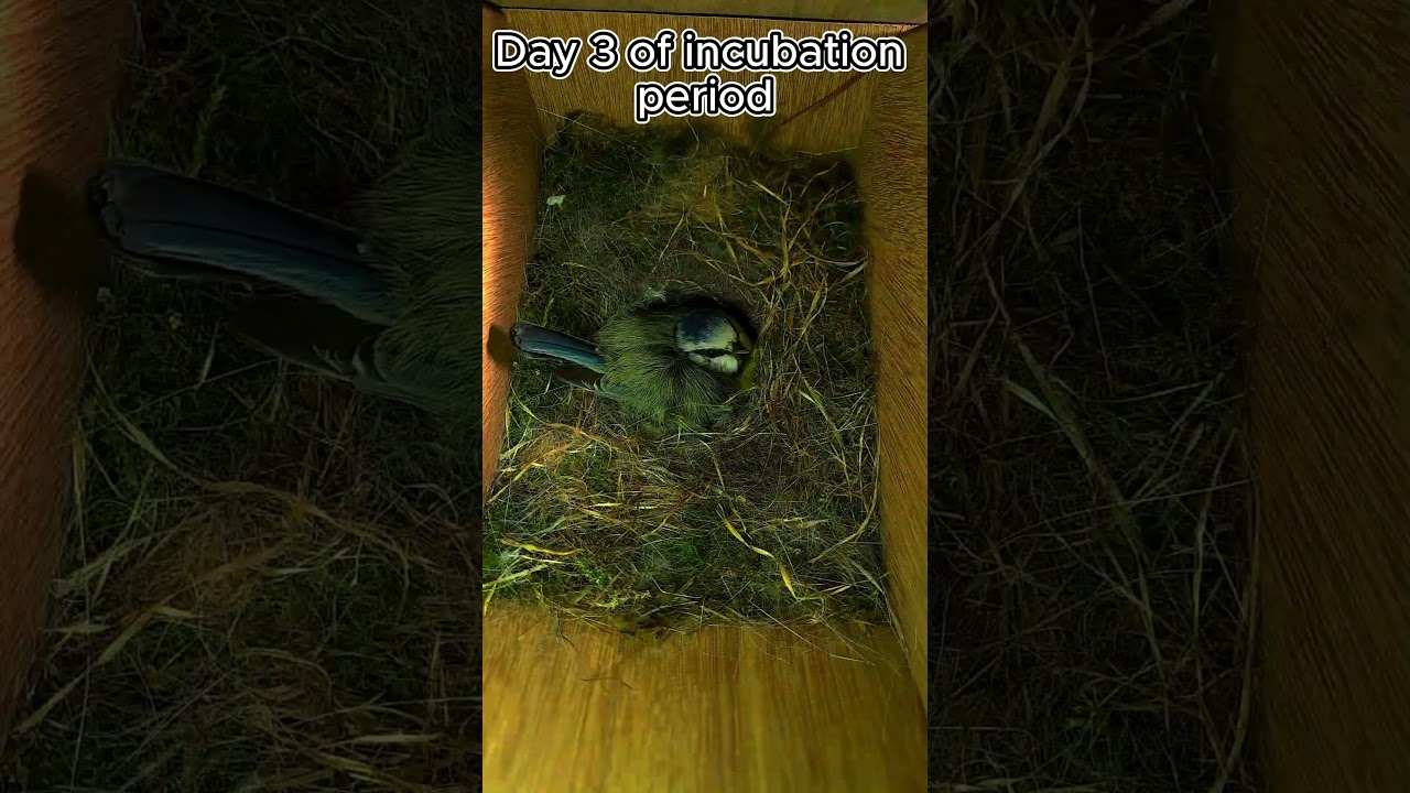 Day 3 of incubation period #birds #birdfeeder #nature #birdhouse #birdslover #nestboxcamera #nestbox