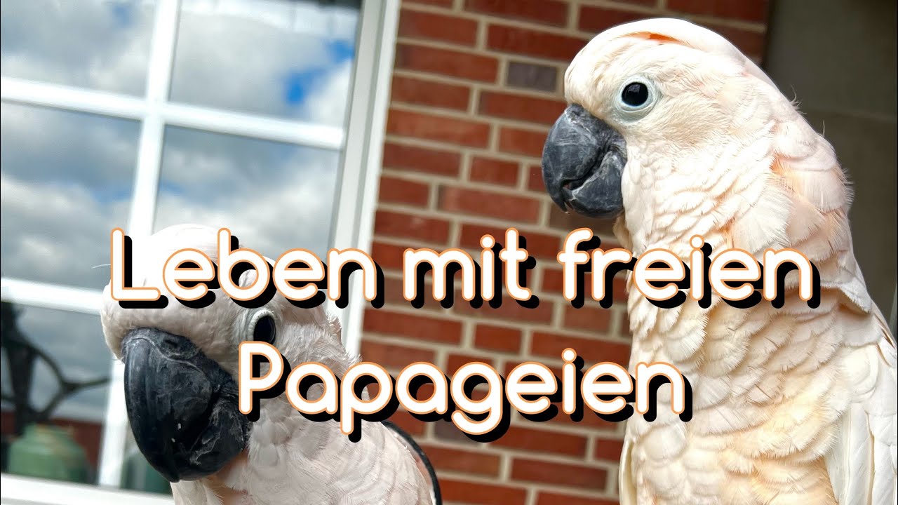 Frei lebende Papageien helfen beim Gehegebau #ara #lebenmitpapageien #papagei #freiervogel #freiflug