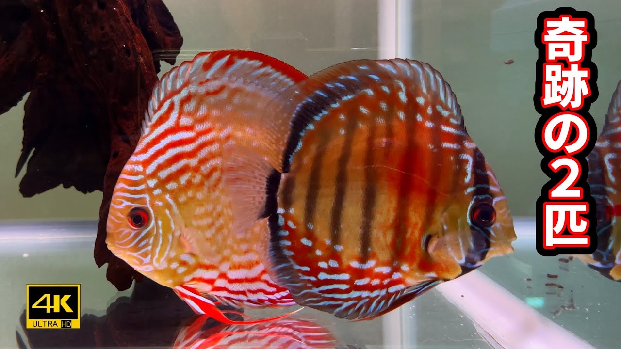 25.11.10【Wild Discus・F１凄い色に！】Breeding success