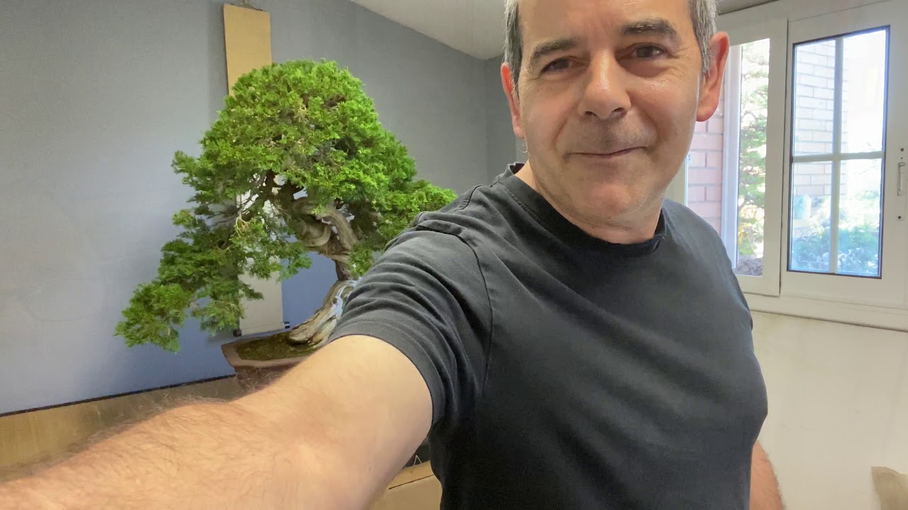 Trabajo de mantenimiento en un juniperus sabina.