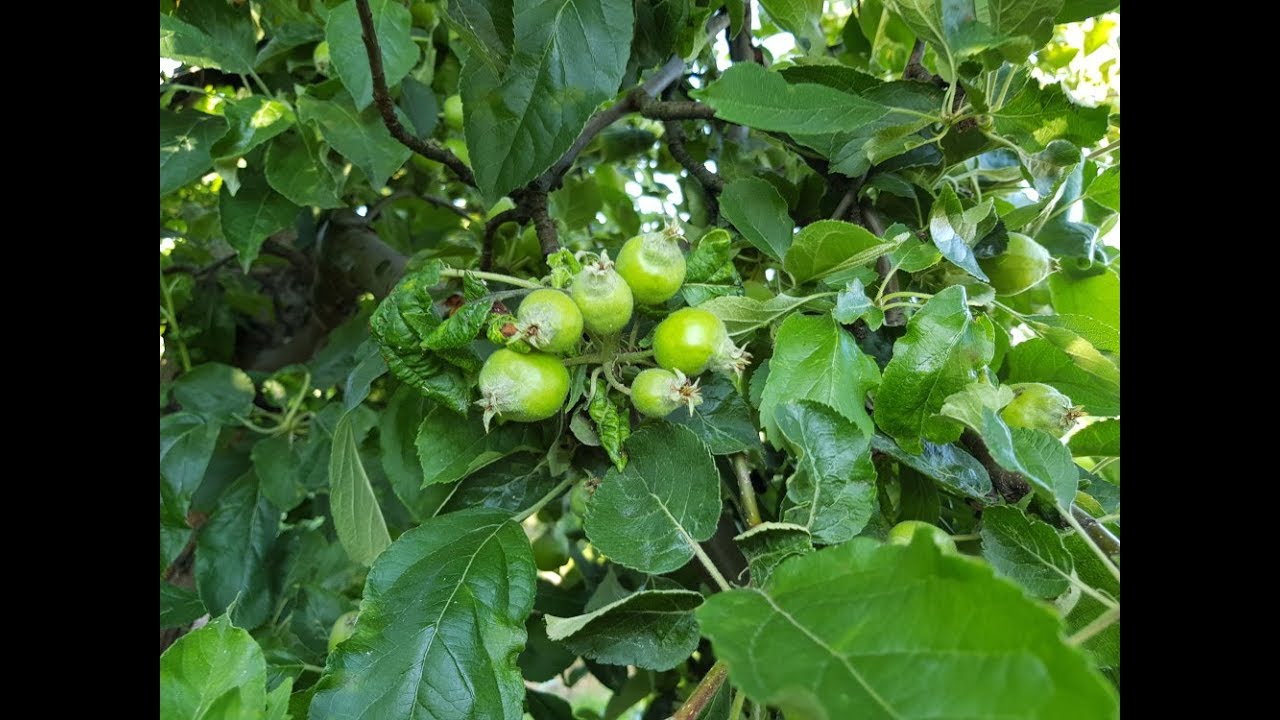 Komunikat Sadowniczy Agrosimex z dnia 12.06.2019 -  Sytuacja w sadach jabłoniowych