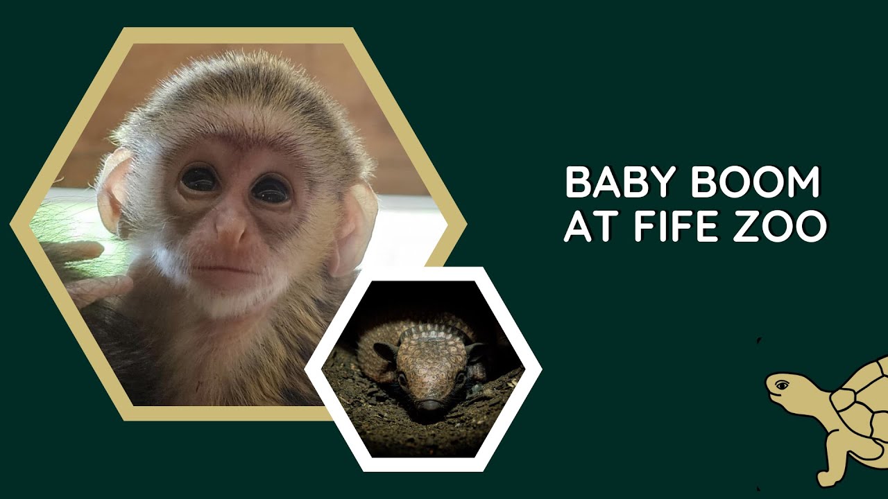 Talking Tortoise TV | Baby Boom at Fife Zoo | Twin Armadillos and Baby Swamp Monkey | STV Dundee