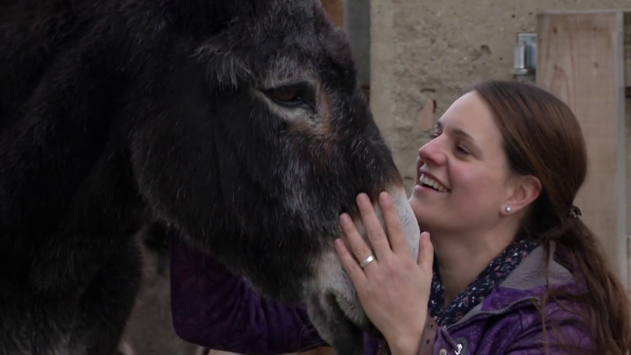 Der Esel - alles andere als stur