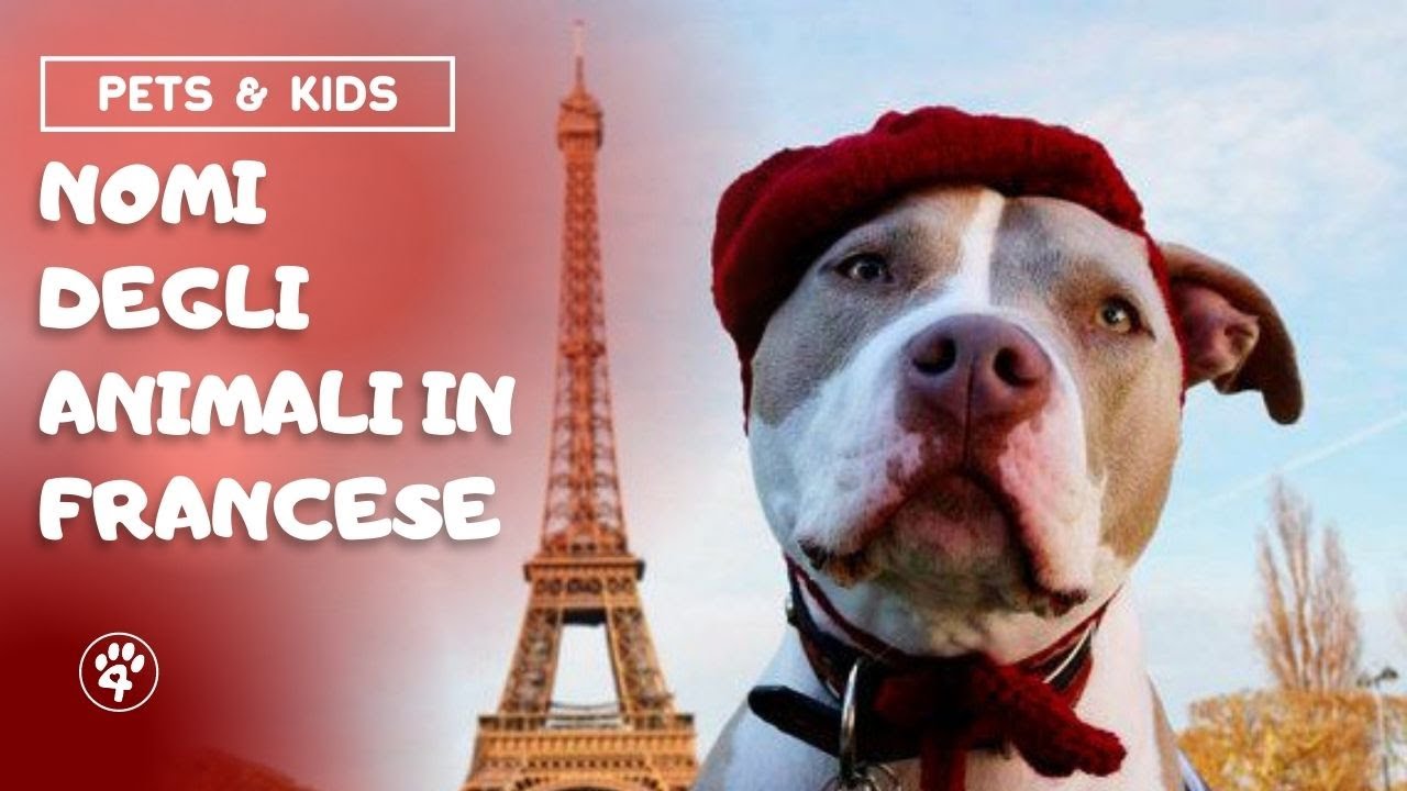 Pets & Kids: Nomi degli animali in Francese