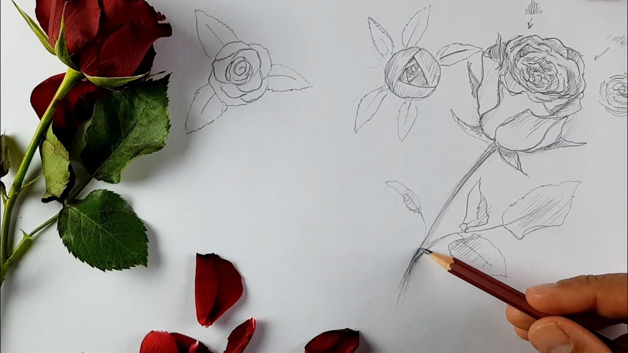 Dessiner une rose facilement - 3 manières