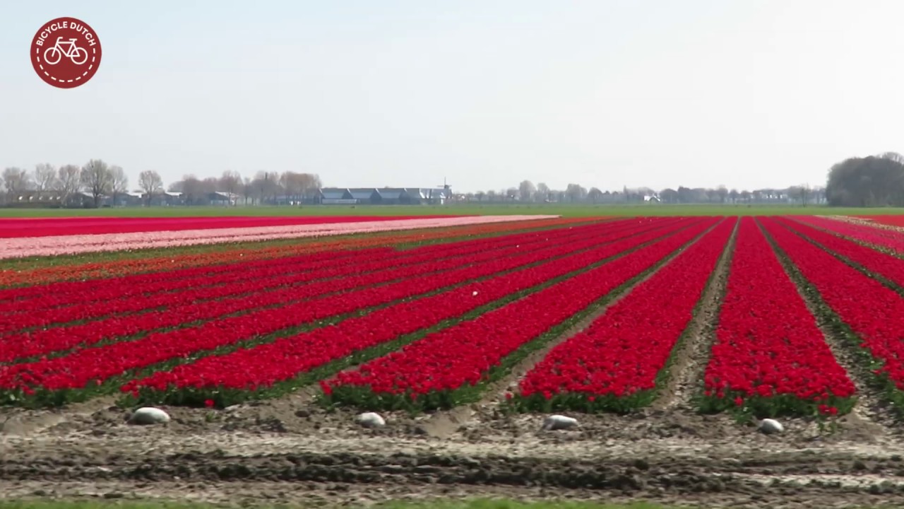 Cycling to the tulips