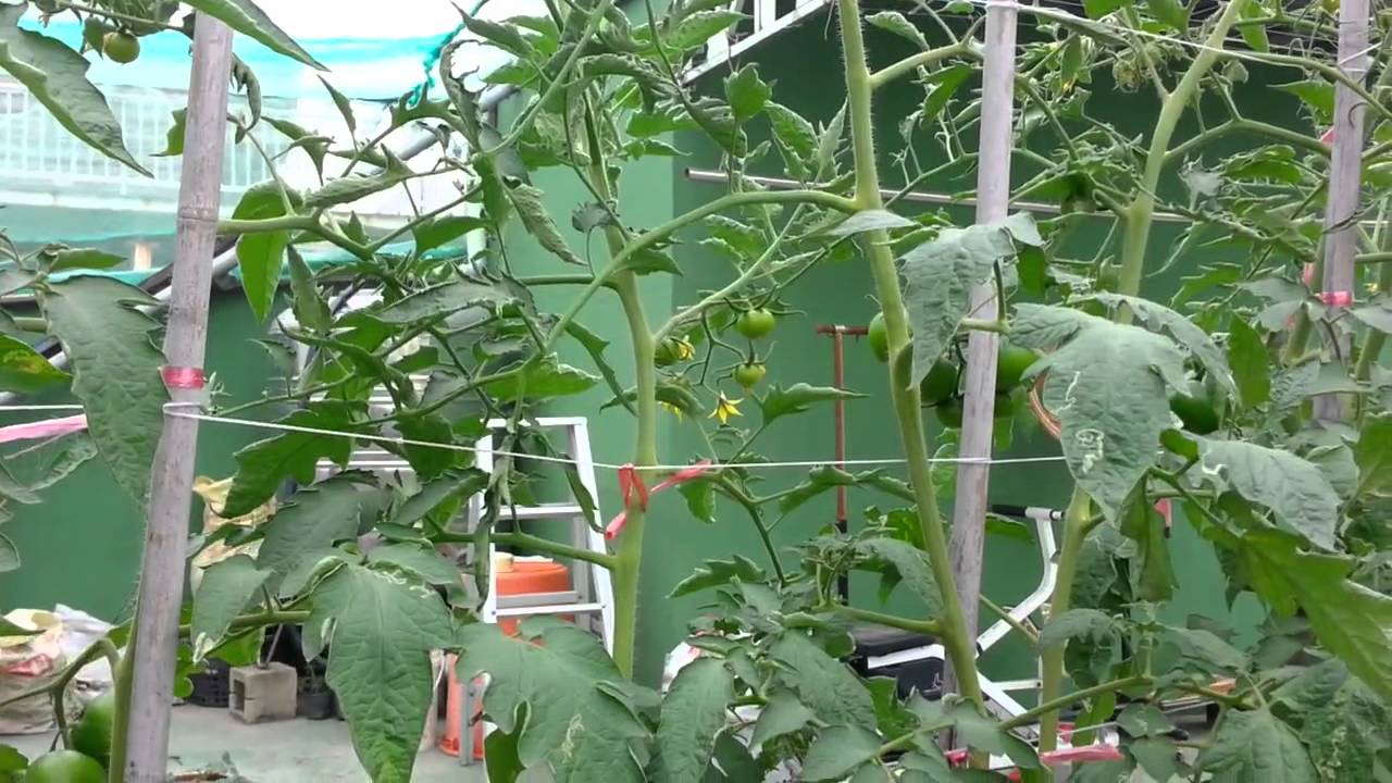 20131210 北斗家的頂樓菜園