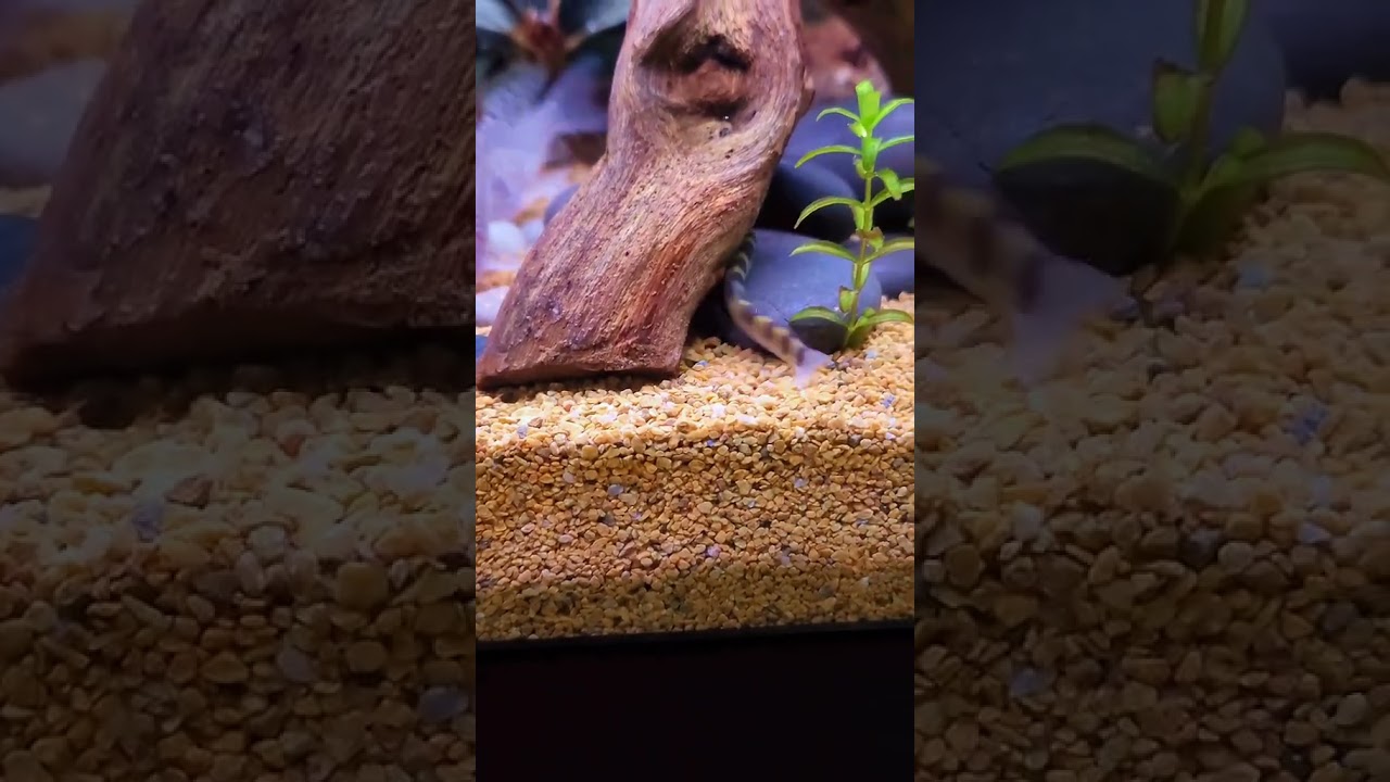 Dwarf Kuhli Loach&nbsp;(Pangio cuneovirgata&nbsp;or&nbsp;Pangio shelfordii), often called the Zipper or Pygmy Loach