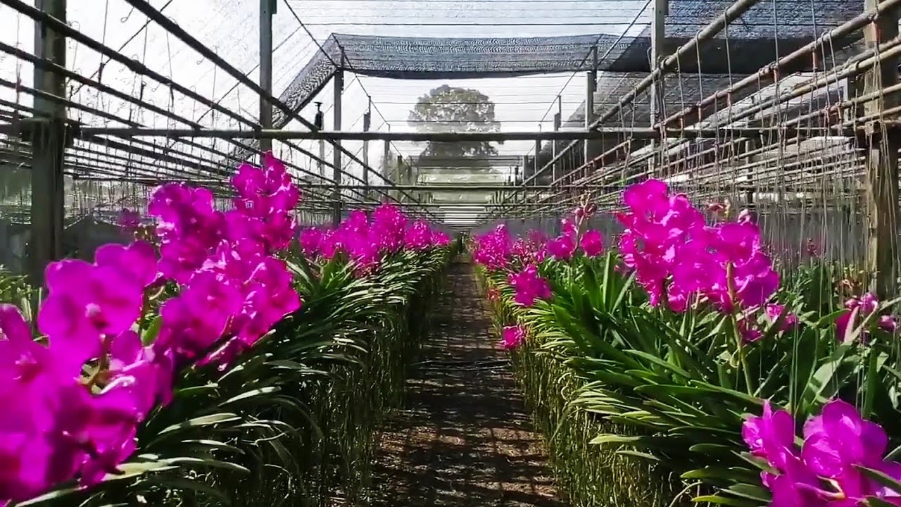 Membuat Anggrek Vanda Berbunga Lebat !! Tour Anggrek Episode 6