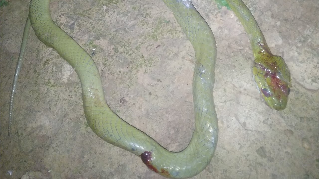 |&yen;| Snake eating Menties
