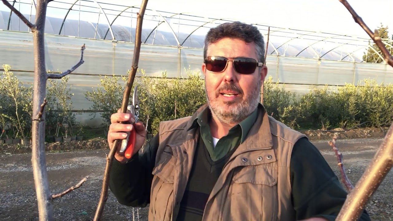 Καρυδιά 3 ετών διαμόρφωση 12/2018