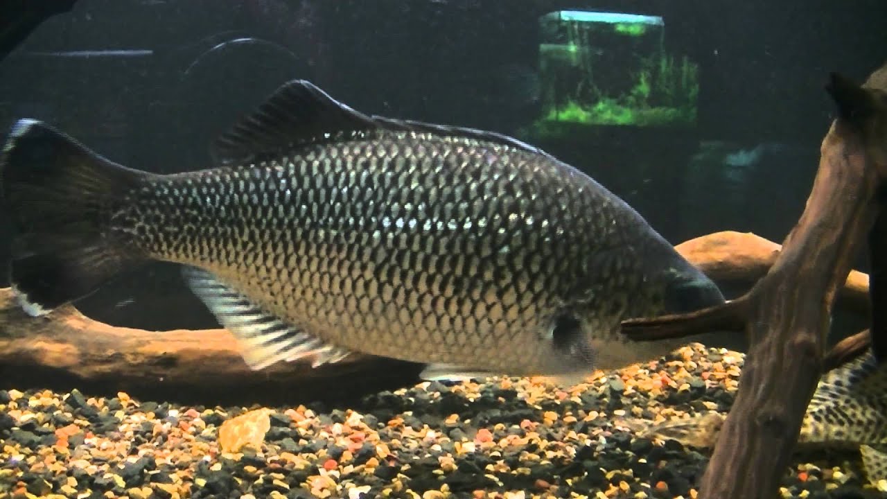 (HD) 25cm + Jungle Perch Khulia rupestris