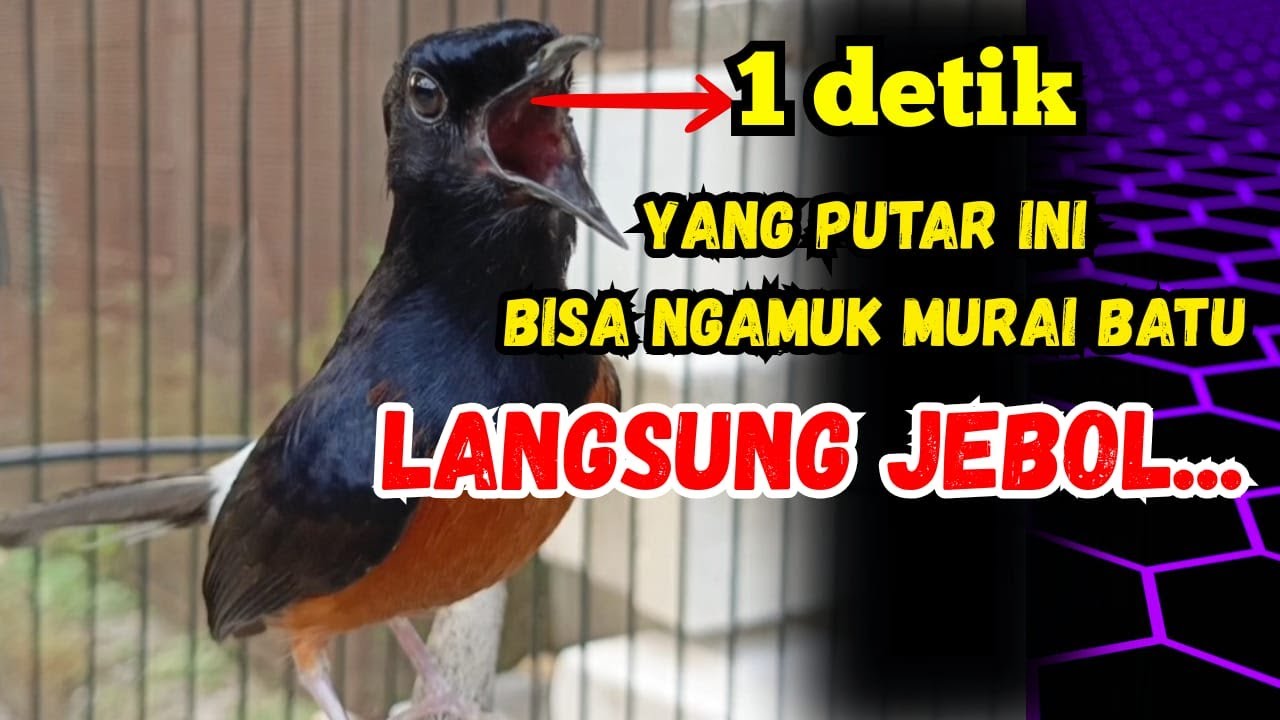 🔥1DETIK PANCINGAN MURAI BATU GACOR MURAI APAPUN LANGSUNG IKUT NYAUT BUNYI  GACOR