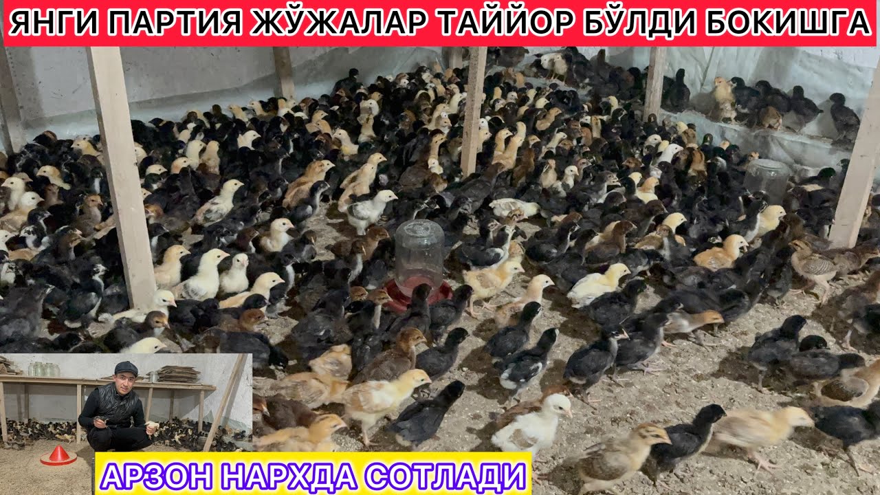 ЯНГИ ПАРТИЯ ЖЎЖАЛАР ТАЙЙОР БЎЛДИ БОКИШГА АРЗОН НАРХДА СОТЛАДИ ХОРАЗМ КЎШКЎПИР 10-февраль 2026