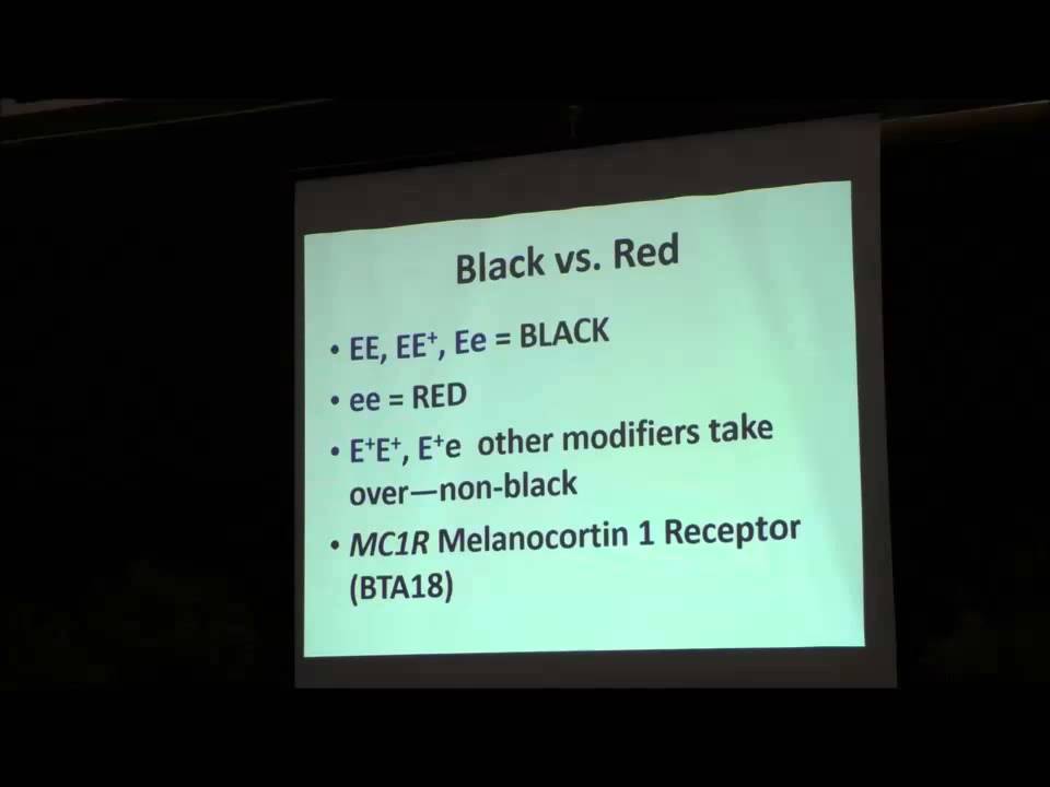 Color Inheritance in Cattle