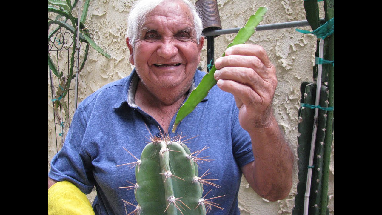 Grafting dragon fruit on to cactus 10/14/2022 Edgar