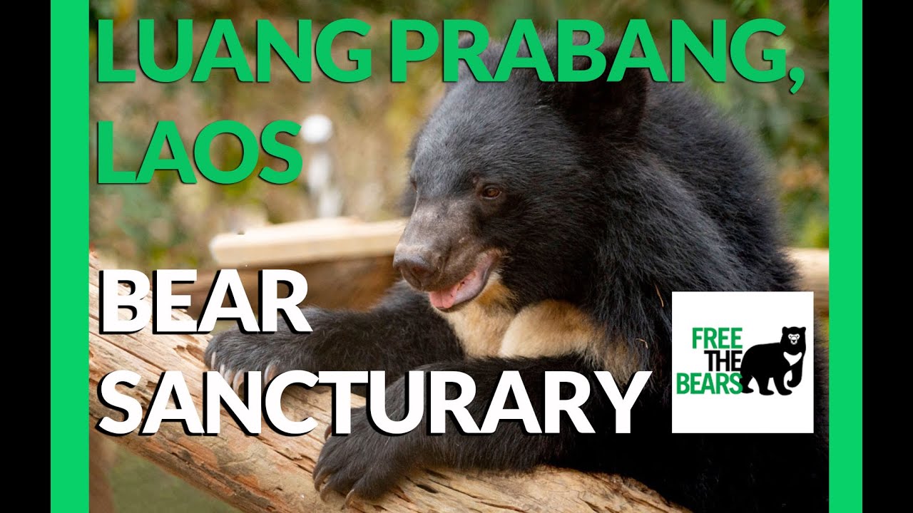 Free the Bears - Bear Sanctuary in Laos