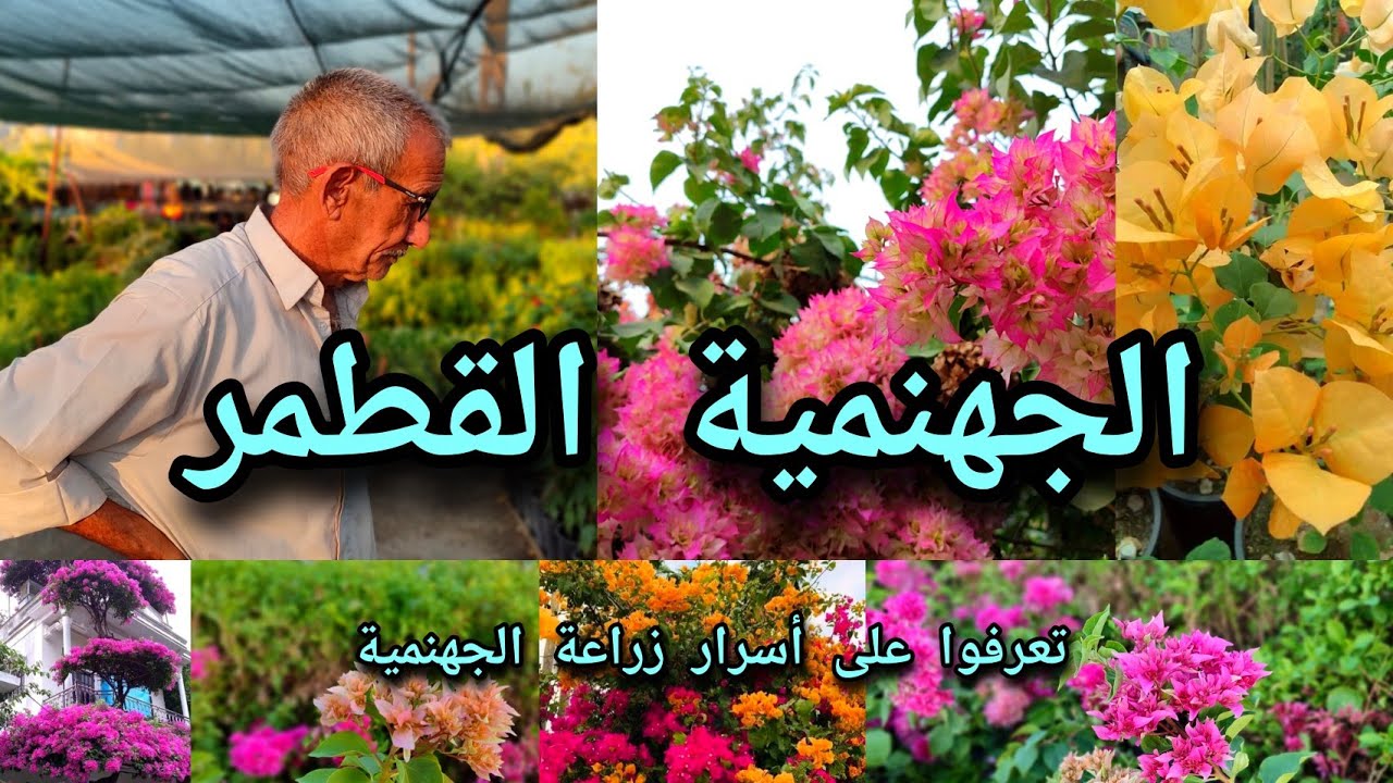 الجهنمية القطمر المكبسة Bougainvillea تعرفوا على أسرار الزراعة وكيف تزهر بكثافة