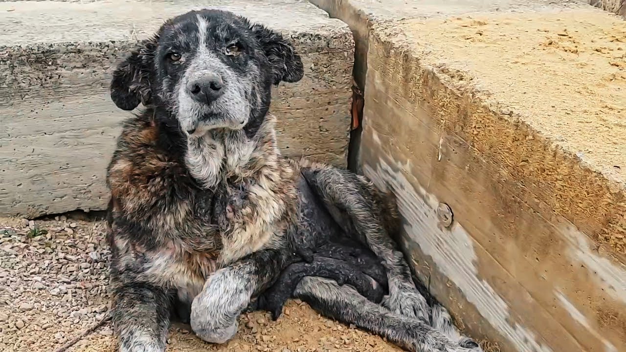 Esta perrita mayor estaba abandonada en un vertedero…