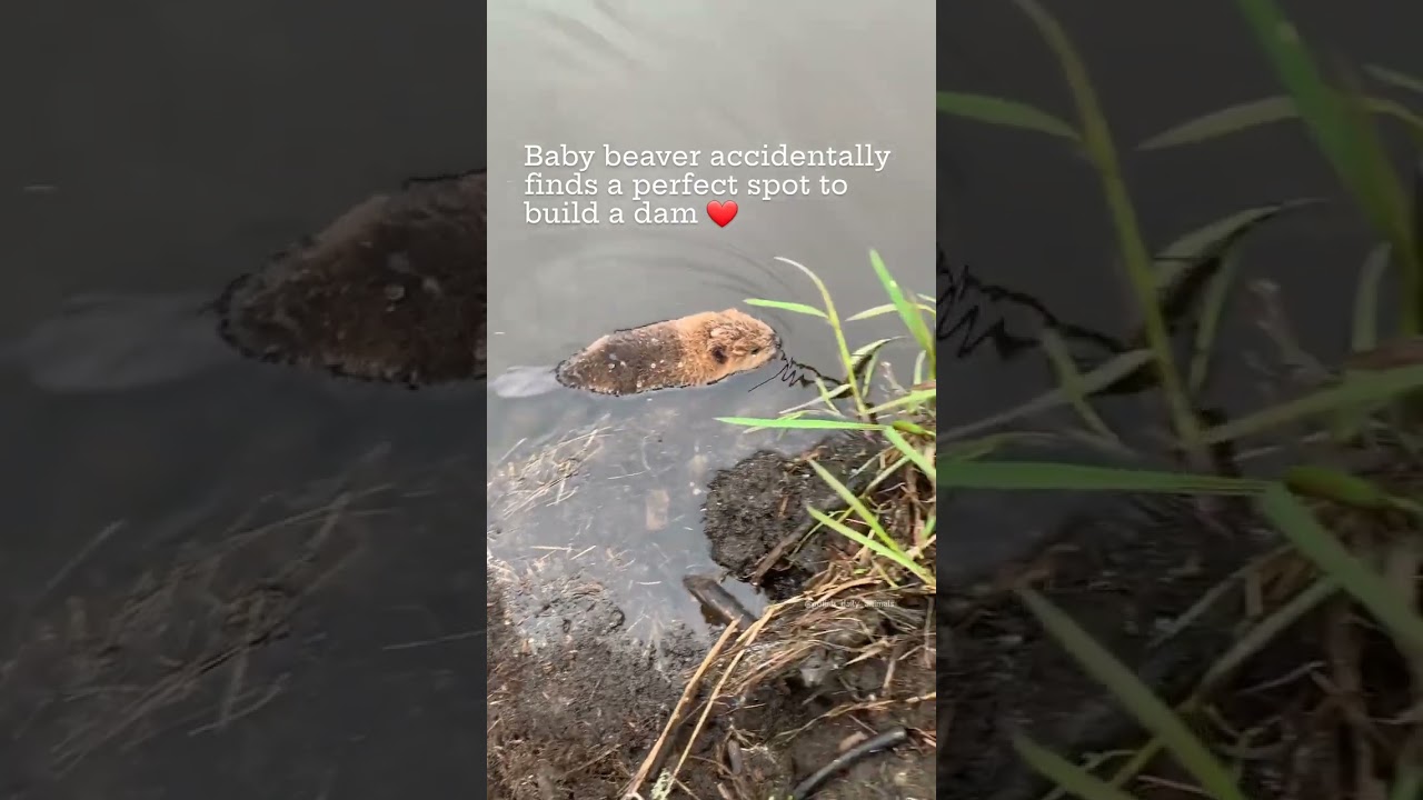 Baby Polish Beaver finds a Perfect Spot to Build a Dam! 🦫🌊😂