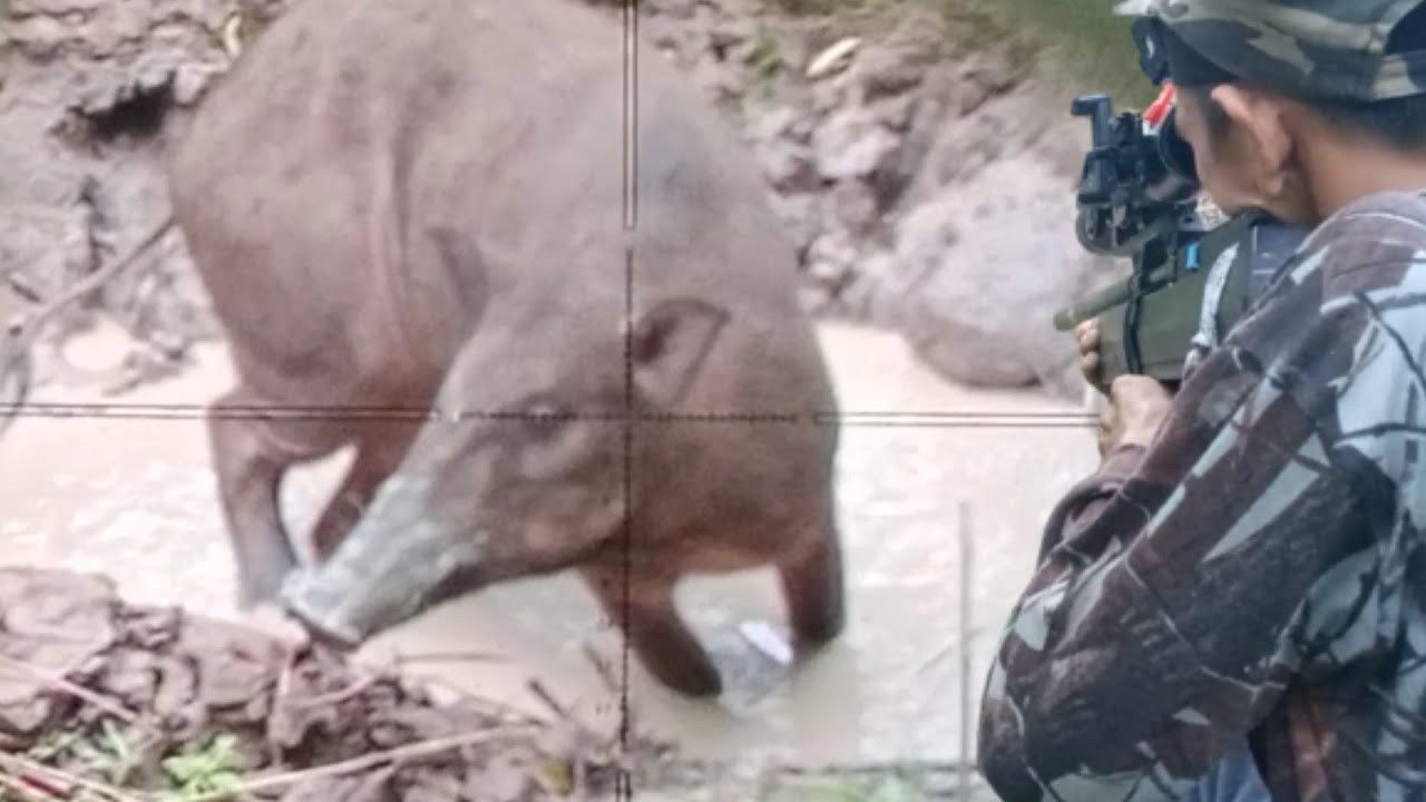 Sadis ‼️BERBURU babi hutan tumbang di saat lagi mandi...