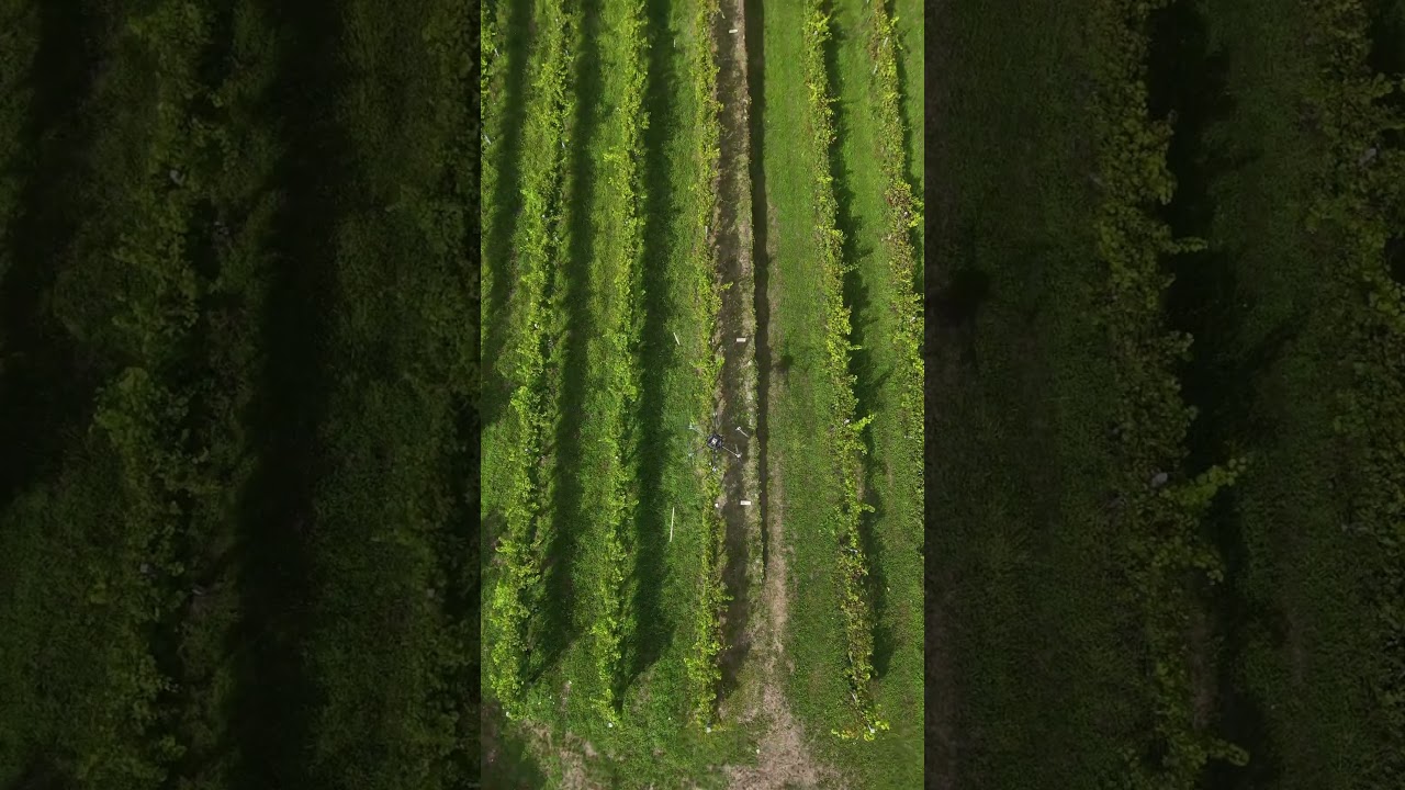 Drone MAVTech M6 su vigneto