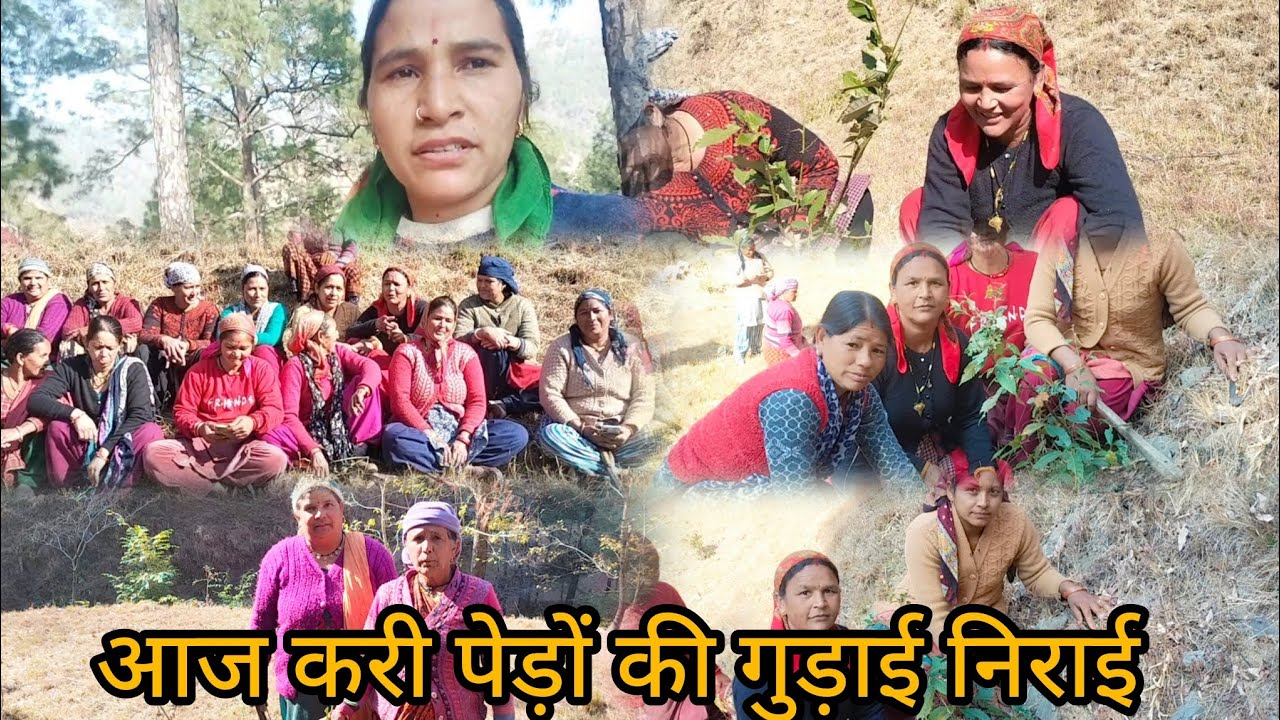 आज हुई वन विभाग द्वारा पेड़ों की गुड़ाई निराई #sunita#pahadi #vlog🌲