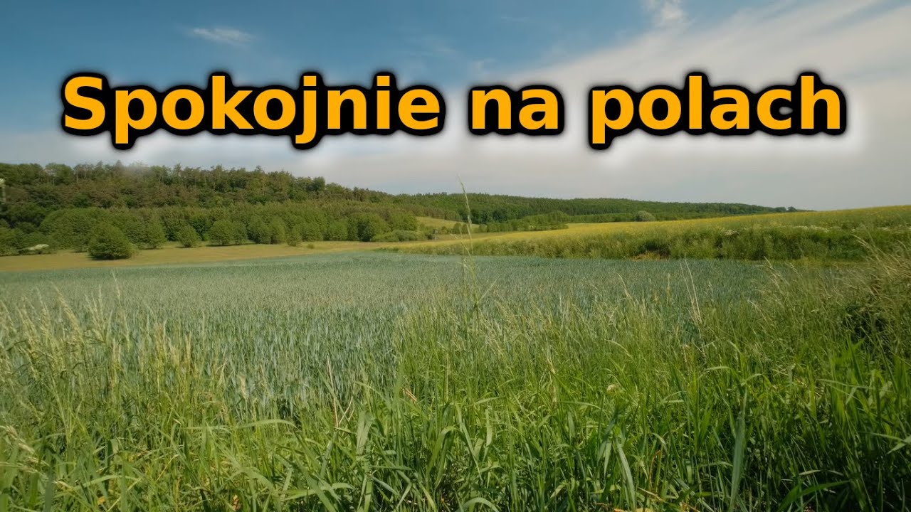 Pola - delikatne dźwięki: ptaki, szum - odgłosy przyrody